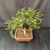 Chinese elm bonsai (Ulmus parvifolia) in a unglazed yixing ceramic pot, tree 23024, photo 4