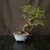 Chinese elm bonsai (Ulmus parvifolia) in a glazed yixing ceramic pot, tree 23027, photo 1