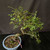 Chinese elm bonsai (Ulmus parvifolia) in a glazed yixing ceramic pot, tree 23027, photo 4