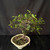 Exposed root Chinese elm bonsai (Ulmus parvifolia) in a glazed yixing ceramic pot, tree 23059, photo 4
