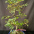 Exposed root Chinese elm bonsai (Ulmus parvifolia) in a glazed yixing ceramic pot, tree 23132, photo 3