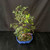 Exposed root Chinese elm bonsai (Ulmus parvifolia) in a glazed yixing ceramic pot, tree 23132, photo 4