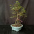 Exposed root Chinese elm bonsai (Ulmus parvifolia) in a glazed yixing ceramic pot, tree 23143, photo 1