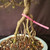 Exposed root Chinese elm bonsai (Ulmus parvifolia) in a glazed yixing ceramic pot, tree 23143, photo 2
