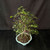 Exposed root Chinese elm bonsai (Ulmus parvifolia) in a glazed yixing ceramic pot, tree 23143, photo 4