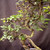 Exposed root Chinese elm bonsai (Ulmus parvifolia) in a glazed yixing ceramic pot, tree 23161, photo 3