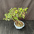 Exposed root Chinese elm bonsai (Ulmus parvifolia) in a glazed yixing ceramic pot, tree 23161, photo 4
