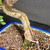 Chinese elm bonsai (Ulmus parvifolia) in a glazed yixing ceramic pot, tree 23185, photo 3