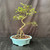 Exposed root Chinese elm bonsai (Ulmus parvifolia) in a glazed yixing ceramic pot, tree 23232, photo 1