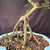 Exposed root Chinese elm bonsai (Ulmus parvifolia) in a glazed yixing ceramic pot, tree 23232, photo 2