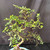 Exposed root Chinese elm bonsai (Ulmus parvifolia) in a glazed yixing ceramic pot, tree 23232, photo 4