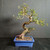 Chinese elm bonsai (Ulmus parvifolia) in a glazed yixing ceramic pot, tree 23814, photo 1