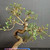 Chinese elm bonsai (Ulmus parvifolia) in a glazed yixing ceramic pot, tree 23814, photo 3