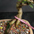 Chinese elm bonsai (Ulmus parvifolia) in a glazed yixing ceramic pot, tree 23837, photo 4