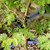 A detailed close-up shot of a Brazilian Rain Tree bonsai, showcasing its lush, vibrant green compound leaves. Each leaf is made up of numerous small, oval leaflets that create a delicate, feathery texture. The young, brownish trunk features the species' characteristic thorns. The tree is growing in a blue-rimmed pot filled with a gravel-topped soil mixture, emphasizing its status as a carefully cultivated indoor-outdoor bonsai specimen.