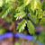 A detailed, close-up shot captures the intricate and vibrant green foliage of a Brazilian Rain Tree (Chloroleucon tortum), a species highly prized for indoor and outdoor bonsai. The image highlights the plant's unique bipinnately compound leaf structure, where numerous small, oval-shaped leaflets grow symmetrically along delicate, branching stems. 

Soft, natural light filters through the canopy, accentuating the fresh, lime-green color and smooth texture of each leaflet. In the background, a soft bokeh effect blurs the surroundings, showing hints of the tree's trunk and a blue bonsai pot, which keeps the focus entirely on the delicate, fern-like leaves that are a hallmark of this popular bonsai tree.