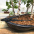 Matte black Tinyroots jin pliers resting across a dark blue bonsai pot