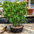 Hawaiian Umbrella bonsai with dense glossy foliage in a shallow oval pot
