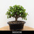 Full view of a medium Dwarf Jade bonsai, also called Elephant Bush