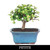 A petite Dwarf Mini Jade Bonsai Tree (Portulacaria afra) featuring a thick, sturdy trunk and clusters of small, fleshy, bright green succulent leaves. This beginner-friendly bonsai is planted in a rectangular, teal-blue glazed ceramic pot with dark soil. The word "PETITE" is displayed in bold white font on a black banner at the bottom of the image, which has a clean white background.
