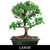 Large Dwarf Jade bonsai tree in classic bonsai form on a white background