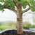 Close-up of the thick woody trunk on a Dwarf Jade bonsai tree