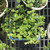 An overhead, bird's-eye view of a lush Dwarf Mini Jade Bonsai Tree (Portulacaria afra), highlighting its status as an ideal low-maintenance plant for beginners. The plant features a dense canopy of small, round, fleshy green succulent leaves that contrast beautifully with its reddish-brown, woody stems. It is growing in a small, square ceramic bonsai pot with a mottled blue and white rim. The pot sits on a black plastic lattice nursery shelf, with other jade plants in white pots visible in the background. The overall composition emphasizes the vibrant health and compact, bushy growth habit of the dwarf jade, making it a perfect indoor bonsai specimen.