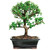 Dwarf Jade bonsai tree, Portulacaria afra, with a thick trunk, on a white background