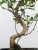 A detailed, close-up shot of a Golden Gate Tiger Bark Ficus bonsai tree, a popular choice for indoor bonsai enthusiasts. The image showcases the tree's signature features: a dramatic, graceful S-shaped trunk with textured, light gray bark. This "tiger bark" is characterized by numerous small, raised, light-colored oval markings that resemble tiger spots or stripes. Several slender branches sprout from the trunk's curves, bearing clusters of small, ovate, glossy dark green leaves. A single, thin aerial root hangs down from a middle curve of the trunk. The wide, sturdy base of the tree is partially covered in a patch of vibrant green moss and is planted in a shallow, dark rectangular pot filled with a gravelly soil mix. The entire composition is set against a clean, minimalist white background, emphasizing the intricate details and elegant form of the bonsai.