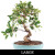 An indoor Golden Gate Tiger Bark Ficus bonsai tree for beginners, featuring a thick, elegantly curved S-shaped trunk with the variety's signature horizontal white "tiger bark" texture. The tree has a dense, lush canopy of small, glossy, dark-green oval leaves and is planted in a shallow, light-blue oval ceramic pot filled with dark granular bonsai soil. The entire image is set against a stark white background, with a black banner at the bottom containing the word "LARGE" in white serif font, indicating the tree's size category.