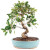 An indoor Golden Gate Tiger Bark Ficus bonsai tree, ideal for beginners, is featured against a stark white background. The tree is planted in a shallow, oval-shaped ceramic pot with a smooth teal glaze and a thin unglazed brown base. 

The tree’s most distinctive feature is its thick, curving trunk that forms an elegant “S” shape, showcasing the characteristic grey bark with horizontal white lenticels known as "tiger bark." A small portion of the aerial roots is visible where the trunk meets the dark, pebbly bonsai soil. The bonsai has a lush, well-developed canopy consisting of small, oval, glossy dark green leaves that give the plant a dense, miniature forest appearance. Small branches reach out in various directions, creating a balanced and artistic silhouette.
