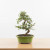 Chinese Elm bonsai tree centered in a clean minimalist composition