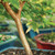 A detailed close-up shot of an exotic Jaboticaba bonsai tree trunk, showcasing its unique and attractive peeling bark. The bark features a mottled pattern of light brown, tan, and subtle green patches, characteristic of the Plinia cauliflora species. Small, vibrant green, oval leaves sprout from the upper branches, with some leaves in the foreground and background softly blurred due to a shallow depth of field. The tree is growing in dark, rich soil within a blue ceramic bonsai pot. In the softly focused background, other bonsai in red and blue pots are visible, suggesting a lush nursery or collection setting. This image highlights the delicate textures and exotic beauty that make the Jaboticaba a prized specimen for bonsai cultivation.