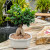 Ginseng Grafted Ficus bonsai with bulbous aerial roots and a round canopy