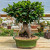 A meticulously cared-for Ginseng Grafted Ficus bonsai tree, a popular and hardy indoor bonsai variety for beginners. The tree's most prominent feature is its thick, greyish-brown bulbous roots, or caudex, which join together to form a shape reminiscent of a person standing. These massive roots emerge from a shallow, oval-shaped ceramic bonsai pot glazed in a rich, dark green color. The soil surface is covered with a layer of small, multi-colored gravel. Emerging from the top of the grafted trunk is a lush, rounded canopy of small, vibrant, glossy green leaves typical of the Ficus microcarpa species. The bonsai sits on a light-colored wooden slatted bench within a sunlit greenhouse environment. In the background, other potted plants, including succulents and smaller bonsai, are visible against the translucent white walls of the greenhouse, creating a serene and professional horticultural setting.