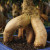 Close-up of two thick bulbous aerial roots at the Ginseng Ficus base