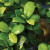 An extreme close-up showcases the vibrant, waxy green foliage of a Ginseng Grafted Ficus indoor bonsai tree. Numerous clear, glistening water droplets are scattered across the surface of the leaves, reflecting light and emphasizing the plant's health after a fresh misting. The leaves range in color from a deep, rich emerald to a bright, fresh lime green on the newer growth. The dense, overlapping arrangement of the leaves highlights the compact and lush nature of this popular beginner's bonsai. In the soft-focus background, more leaves add to the sense of a healthy, thriving plant.