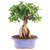Ginseng grafted Ficus indoor bonsai tree with a thick bulbous twisting trunk