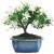 An outdoor flowering Gardenia Bonsai tree showcased in full bloom against a stark white background. This miniature tree features a thick, woody central trunk that branches into a dense, rounded canopy of glossy, dark green lanceolate leaves. Scattered throughout the foliage are numerous large, creamy white gardenia blossoms with layered, star-shaped petals. The bonsai is potted in a classic rectangular ceramic container finished in a brilliant sky-blue glaze, resting on small terracotta-colored feet. The base of the tree is nestled in dark soil accented with a layer of vibrant green decorative moss-like grit.