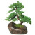 A serene outdoor Juniper Procumbens Nana bonsai tree is presented in a rugged, dark brown ceramic pot designed to look like a natural weathered rock. The tree features a thick, woody trunk with a gentle, organic curve that supports multiple layers of dense, vibrant green needle-like foliage. These foliage pads are arranged in a classic tiered structure, giving the bonsai a lush, evergreen appearance typical of the species. 

At the base of the trunk, a plush carpet of bright green moss covers the soil, nestled within the hollowed-out top of the textured, stone-like container. The entire composition is set against a clean, solid white background, emphasizing the intricate details of the miniature tree’s branches and the earthy tones of its rock pot. This beginner-friendly bonsai reflects a miniature version of a windswept tree found in nature, making it a perfect decorative piece for an outdoor patio, garden, or balcony.
