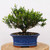 A flourishing Harland Boxwood (Buxus harlandii) bonsai tree is presented against a clean, solid white background. This beginner-friendly bonsai features a dense, rounded canopy of small, oval-shaped, vibrant green leaves, with bright lime-green new growth budding at the tips of several branches. Its thick, sturdy trunk displays a distinctive corky, fissured bark texture that signifies age and character, branching out into a well-developed structure. The tree is planted in a deep, cobalt blue glazed ceramic bonsai pot with an elegant flared rim, which reveals a hint of natural terracotta at its base. The entire arrangement rests on a polished, circular wooden pedestal, highlighting the intricate details and classic aesthetic of a well-maintained Harland Boxwood specimen.