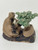 A handcrafted Chinese mudman figurine of a man sitting and playing a koto harp while admiring his bonsai tree. The figure is made from unglazed, tan-colored clay, featuring a bald head with large ears and simple, hand-painted black eyes and eyebrows that give him a serene, joyful expression. He is dressed in a simple robe and holds a small, white rectangular koto harp in his lap.

To the right of the man, on the same dark-glazed base, is a miniature bonsai tree in a small, unglazed oval pot. The bonsai's foliage is thick and textured, finished with a brilliant, glossy green glaze that contrasts with the earthy, matte tones of the man and the tree's trunk. Both the man and the bonsai tree are mounted on a rustic, dark brown and black glazed base, creating a cohesive scene of peaceful contemplation. The entire figurine is set against a clean white background, highlighting its traditional folk-art style and meticulous detail.