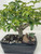 Dwarf Schefflera bonsai in a glossy black rectangular ceramic pot