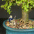 Miniature figurine of a man fishing on a rock used as bonsai decoration