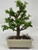 A vibrant Portulacaria afra, also known as a Dwarf Jade bonsai tree, is the centerpiece of this image. The tree features a stout, textured brown trunk that branches upwards into a full, rounded canopy of small, fleshy, bright green succulent leaves. It is carefully planted in a shallow, rectangular, light-colored ceramic pot with a classic, understated design. The surface of the soil is neatly covered with a mix of small brown, tan, and white pebbles, providing a clean and finished look. At the base of the tree, nestled in the gravel on the right side, is a small, dark ceramic figurine of a man sitting calmly on the back of a bull or water buffalo. This traditional Chinese figurine adds a sense of scale and tranquility to the overall miniature landscape, which is showcased against a plain, neutral-toned background.