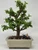 Dwarf Jade bonsai with a stout textured trunk and the bull rider figurine
