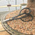 Yoshiaki azalea bud bonsai shears resting on gritty bonsai soil