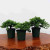 Three small windswept juniper pre-bonsai in dark green nursery pots