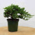 Windswept juniper pre-bonsai with branches leaning to the right