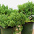 A close-up view shows multiple small windswept juniper pre-bonsai outdoor starter plants, each growing in a dark green plastic nursery pot. The focus is on the dense, vibrant green, needle-like foliage that exhibits natural movement with branches curving and trailing in an organic, cascading fashion. These young juniper trees are shown against a clean, bright white background, emphasizing their intricate textures and the potential for shaping them into mature bonsai specimens. The arrangement highlights the healthy growth and the windswept style characteristic of these hardy outdoor starter plants.